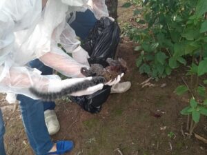 Petrópolis tem caso confirmado de febre amarela